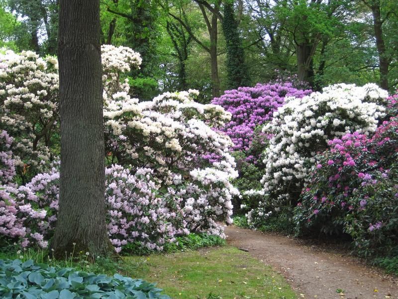 Rhododenronpark Bremen - Fotot von Sönke Schöttler